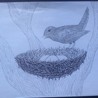Vogel im Nest